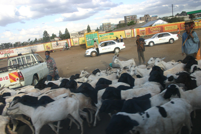 PHOTO BY JERRY SCHARF Two boys drive a herd of goats along a Nairobi street. 